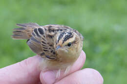 Image of Aquatic Warbler