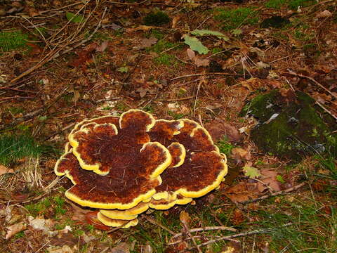 Image de Polypore éponge