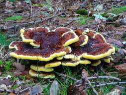 Image of dyer's polypore