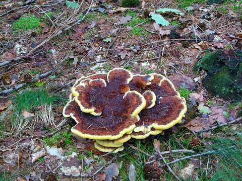 Image of dyer's polypore