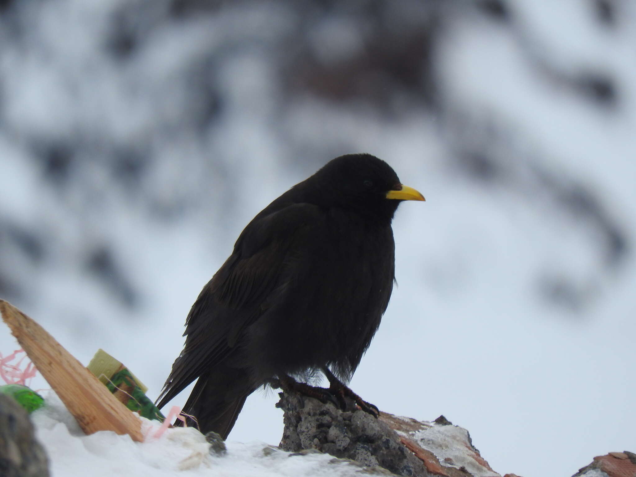 Pyrrhocorax graculus graculus (Linnaeus 1766) resmi