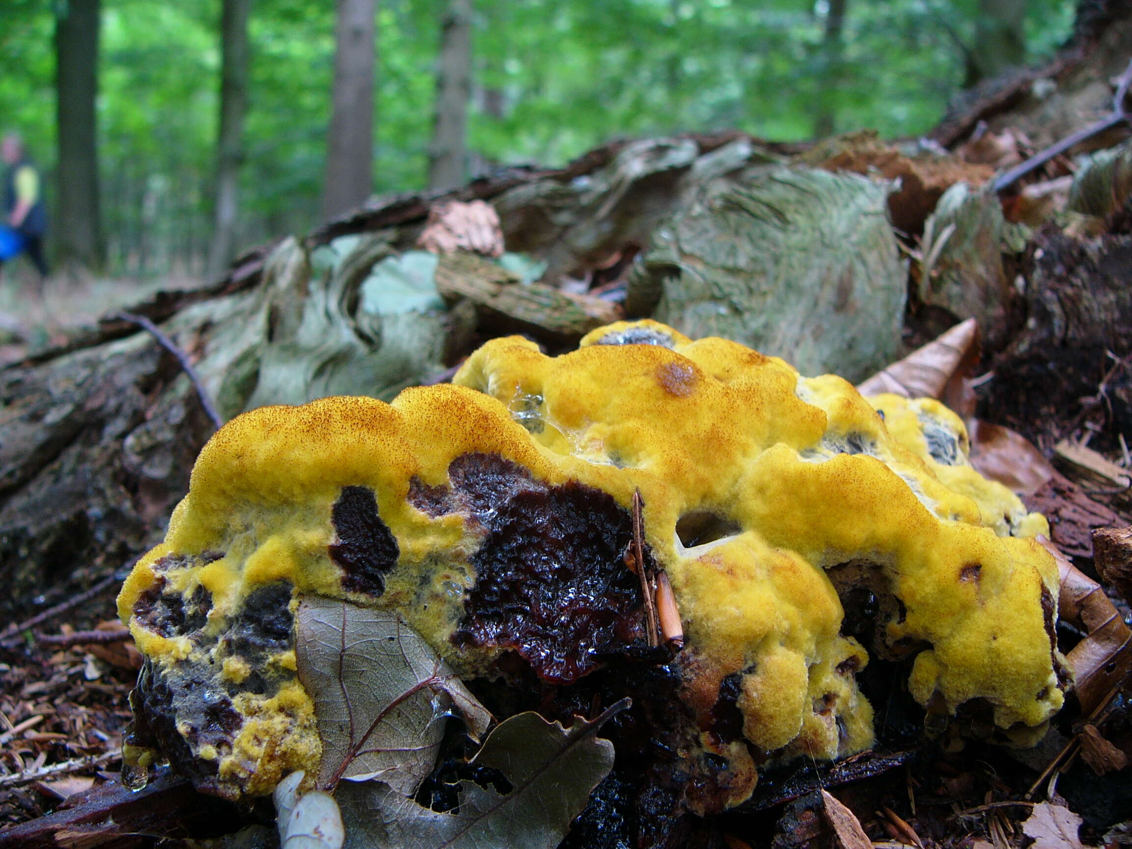 Image of dyer's polypore