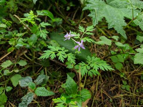 Image of Delphinium anthriscifolium Hance