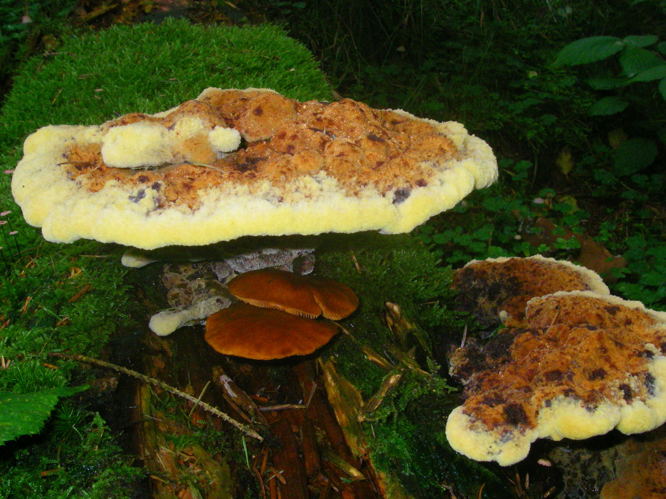 Image of dyer's polypore