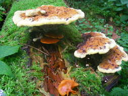 Image of dyer's polypore