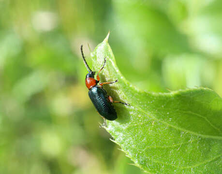 Image of Cereal leaf beetle