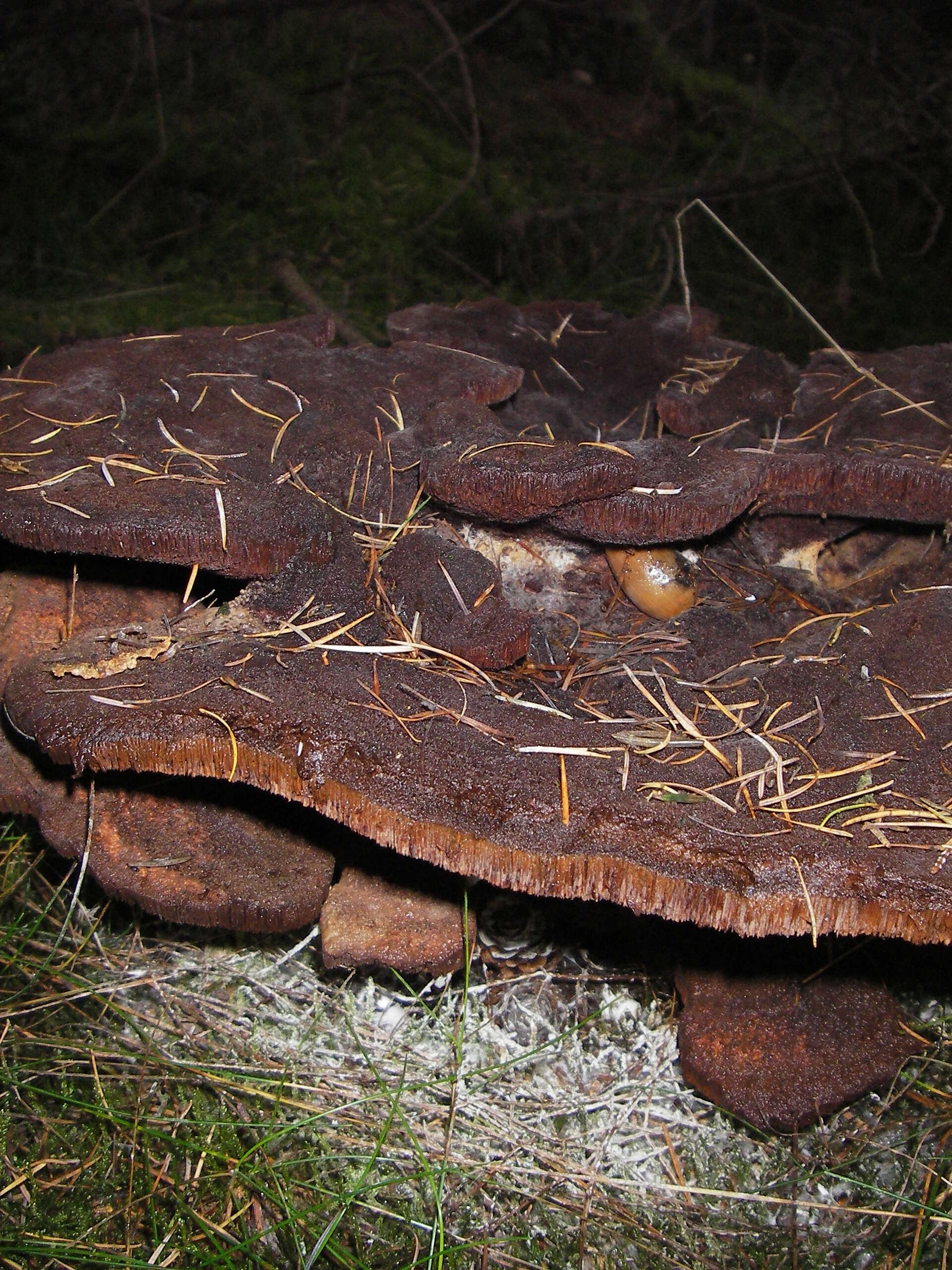 Image of dyer's polypore