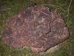 Image of dyer's polypore