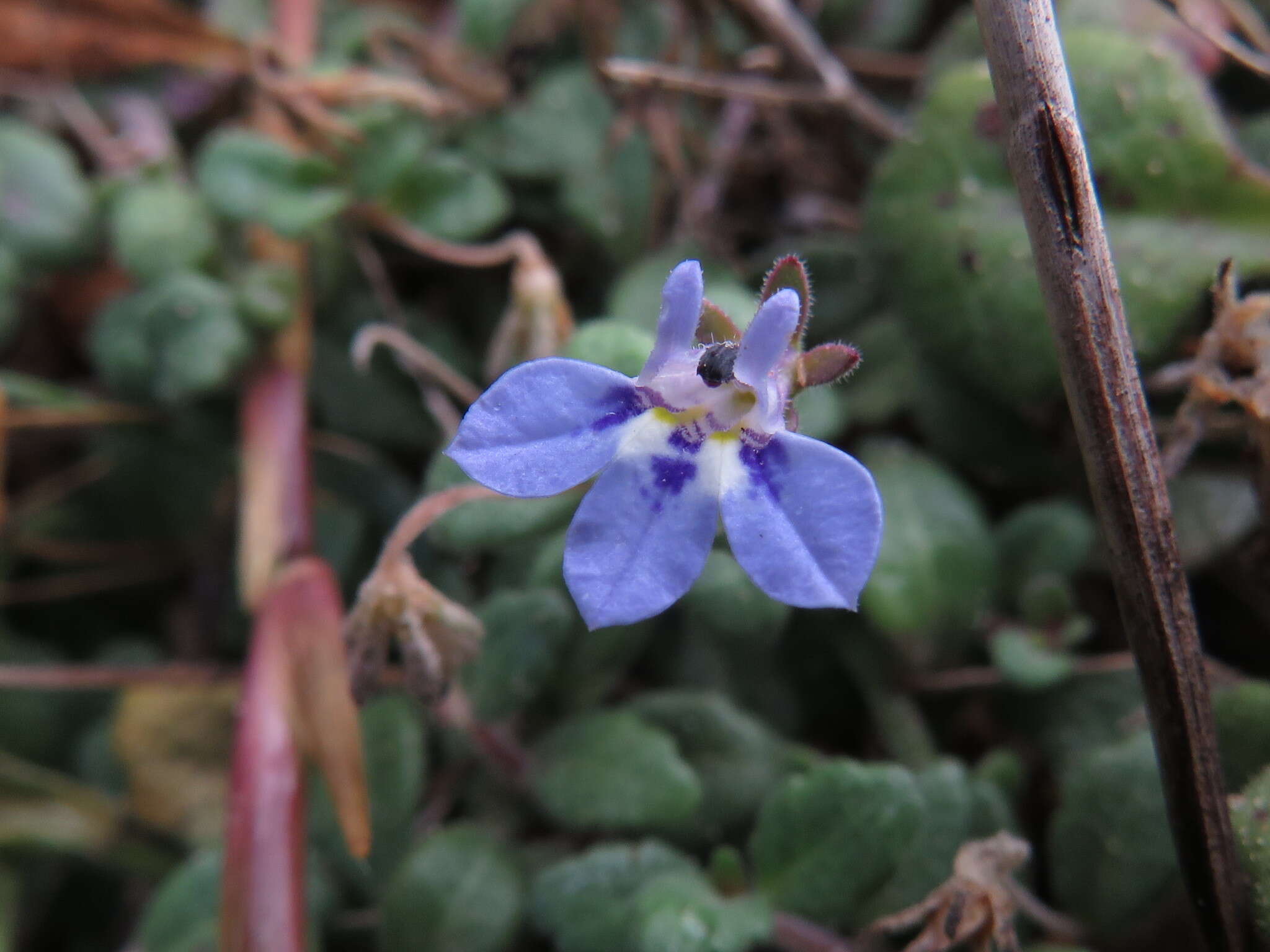 Image of Lobelia boivinii Sond.