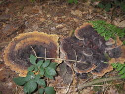 Image of dyer's polypore