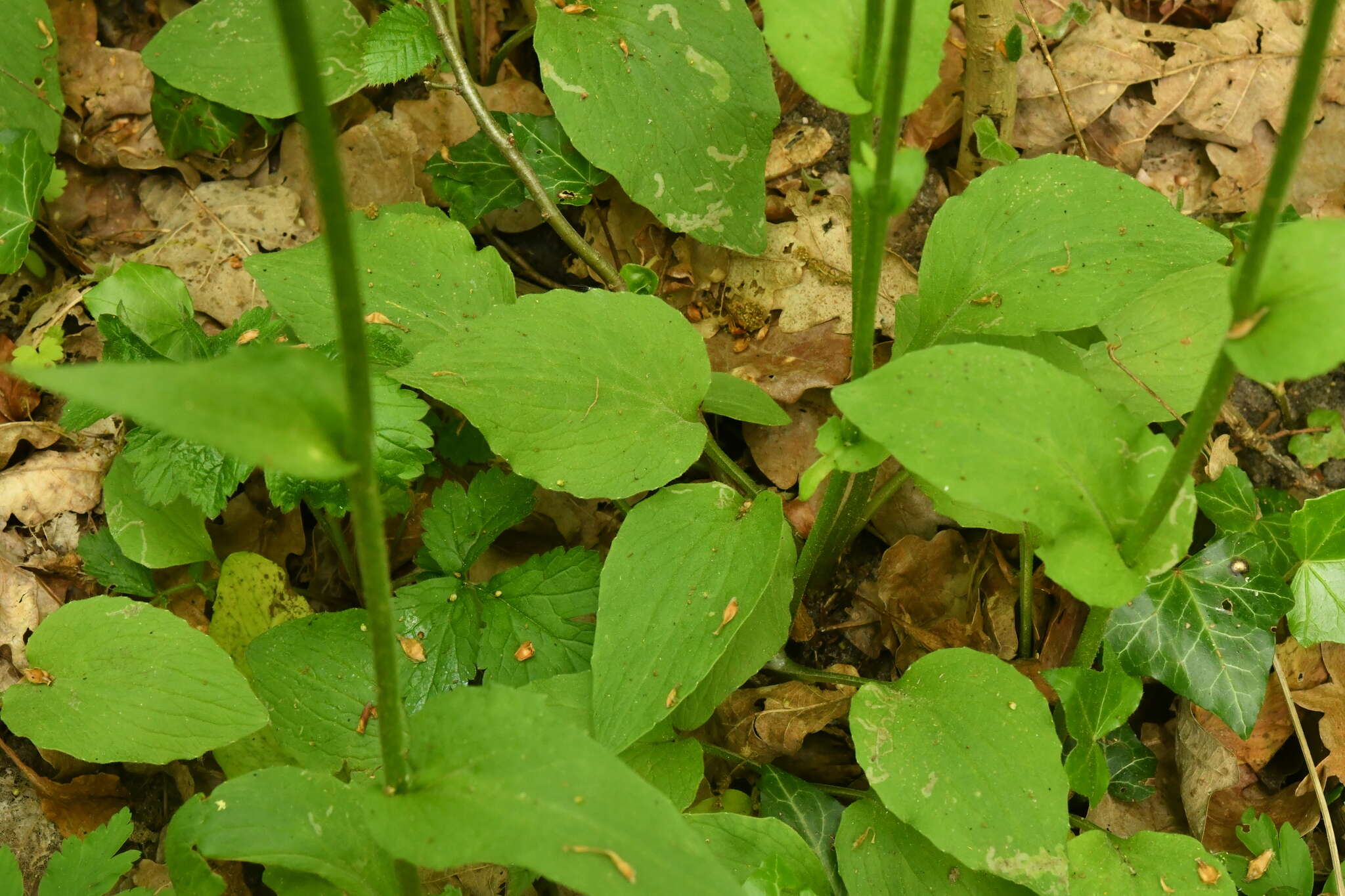 Image of plantain false leopardbane