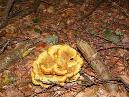 Image of dyer's polypore