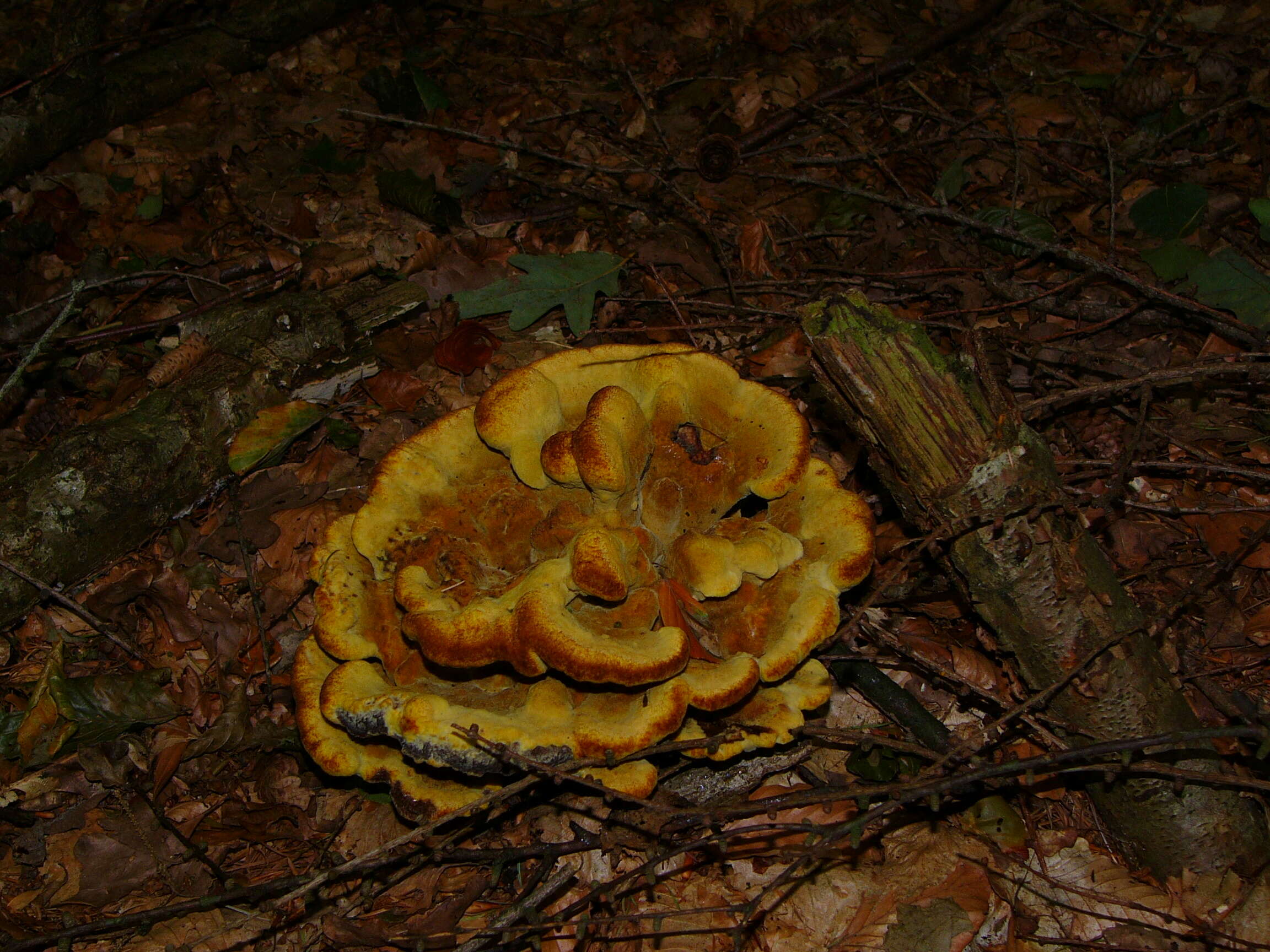 Image de Polypore éponge