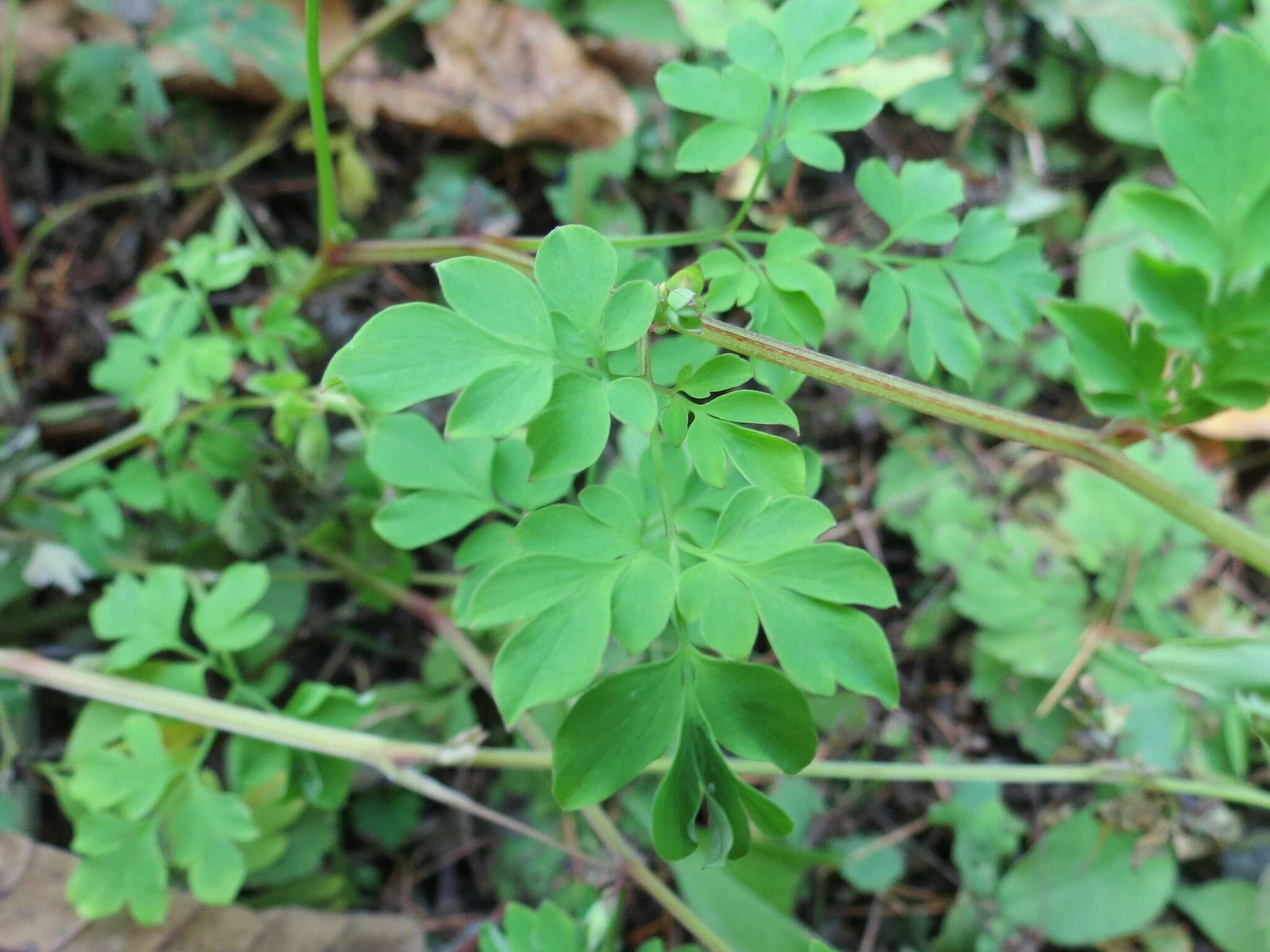 Image of Corydalis ochotensis Turcz.