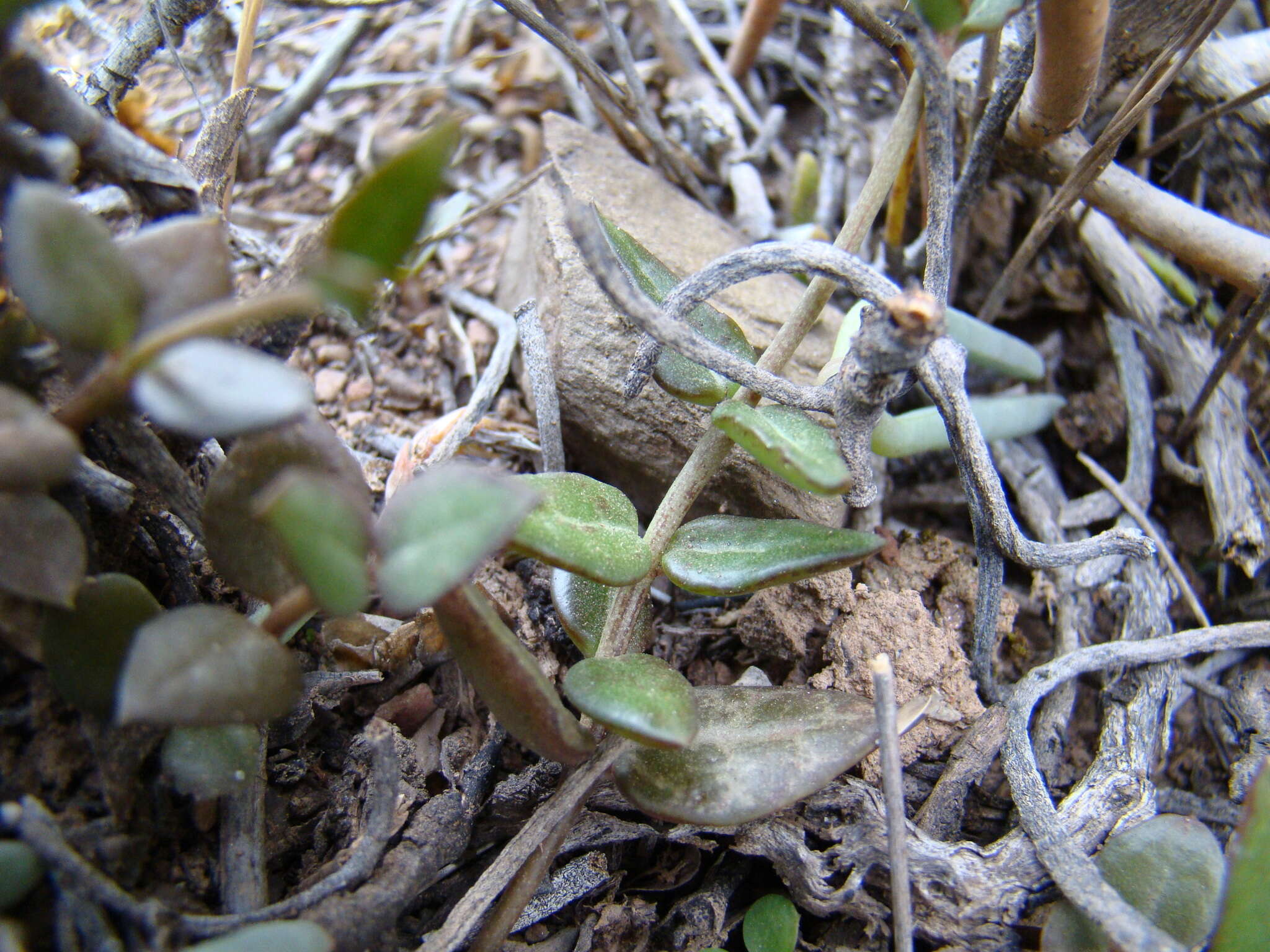 Plancia ëd Ceropegia occulta R. A. Dyer