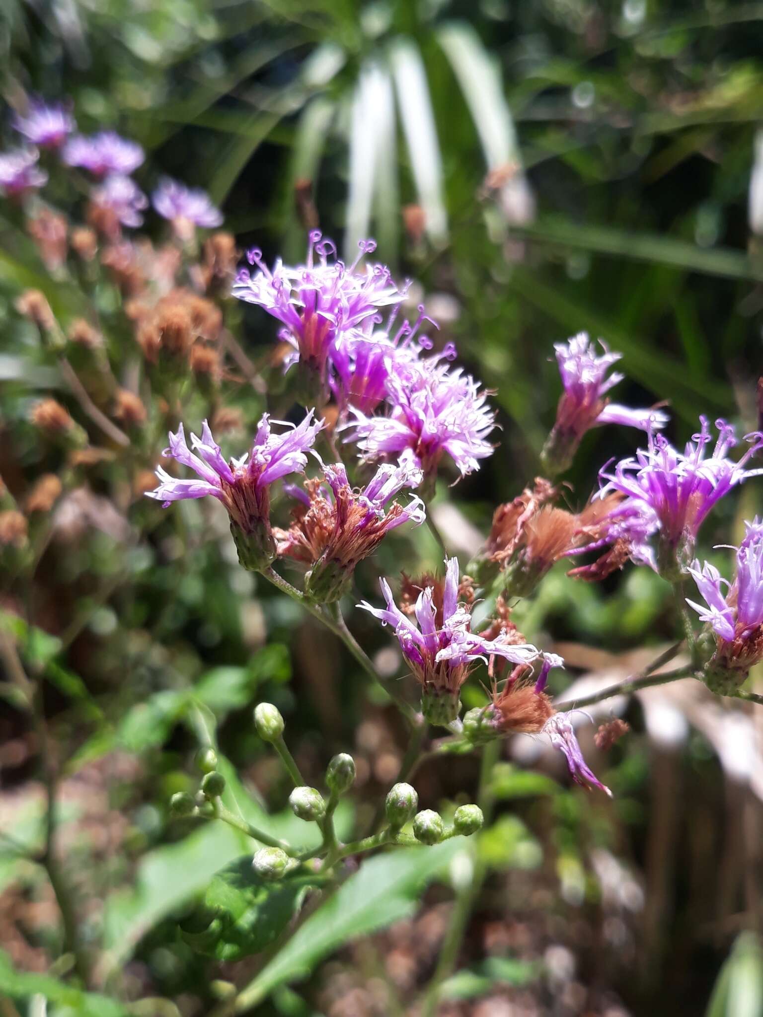 <i>Vernonia <i>gigantea</i></i> subsp. gigantea resmi