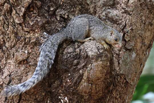 Image of Zanj Sun Squirrel