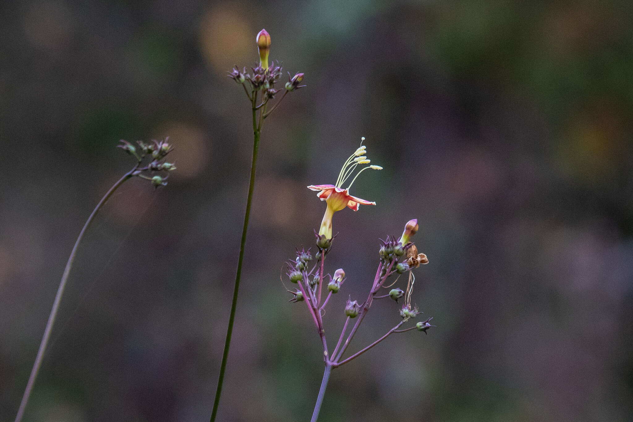 Image of Ipomoea neei (Spreng.) O'Donell