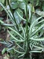 Image of Pteris ensiformis var. victoriae Bak.