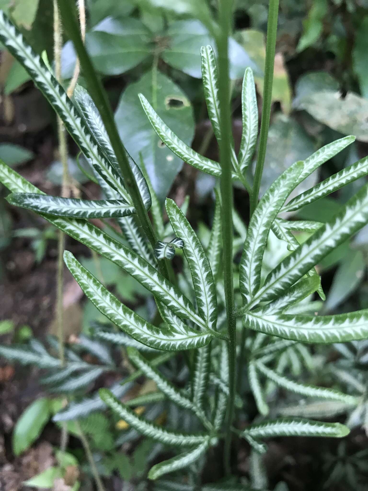 Image of Pteris ensiformis var. victoriae Bak.