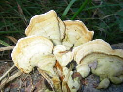 Image of Turkey Tail