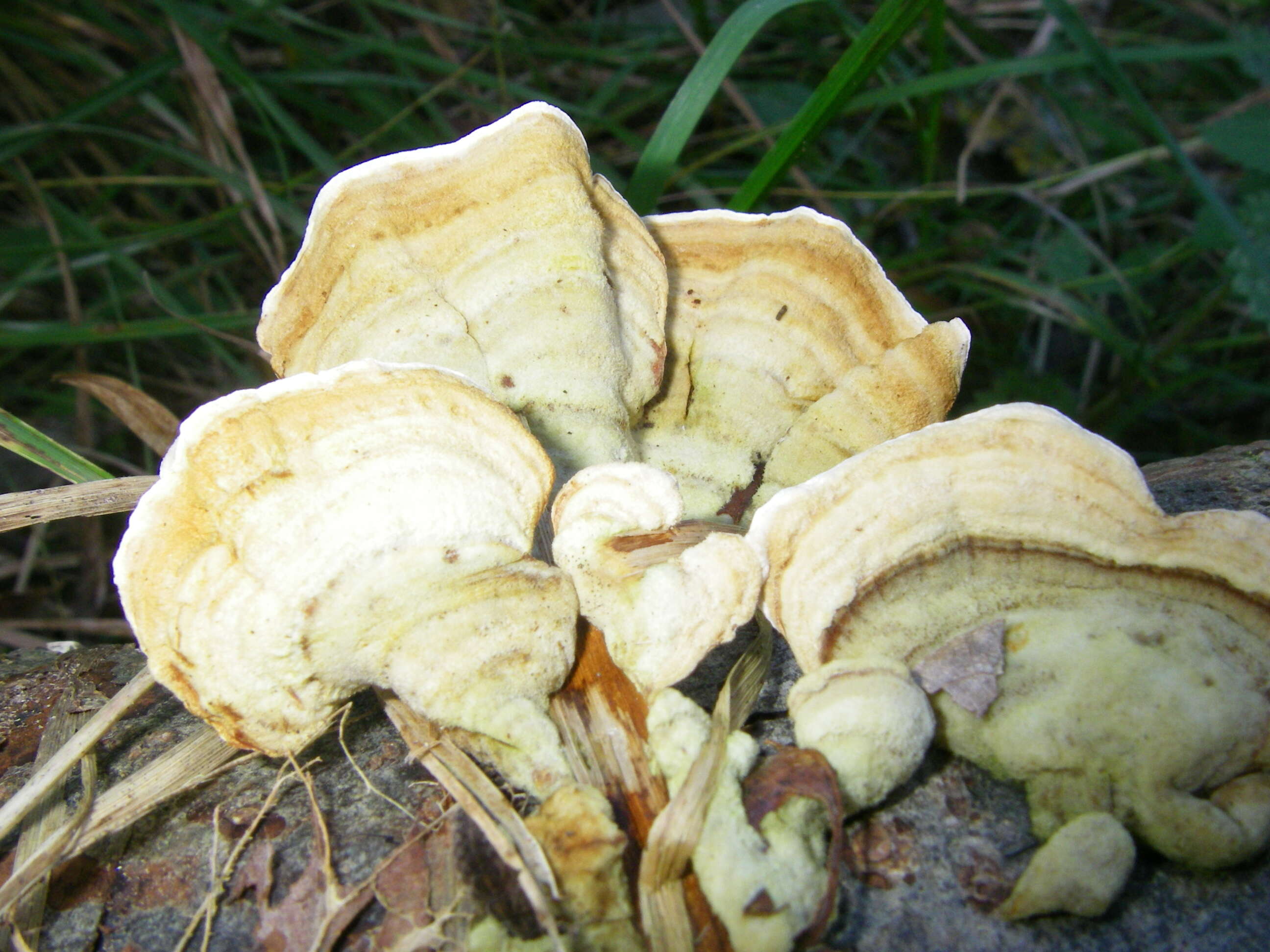 Image of Turkey Tail