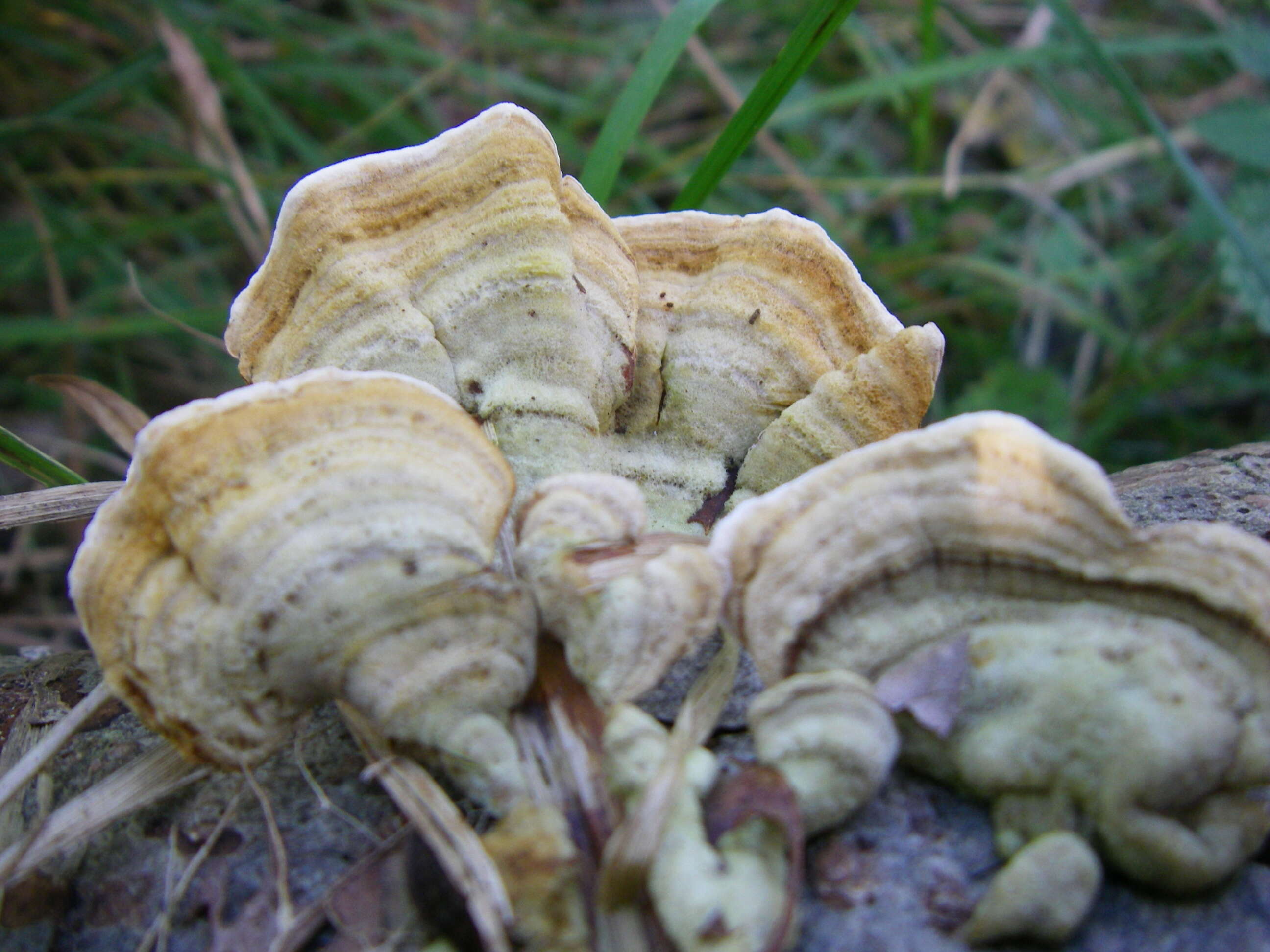 Image of Turkey Tail