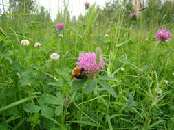 Imagem de Bombus muscorum (Linnaeus 1758)