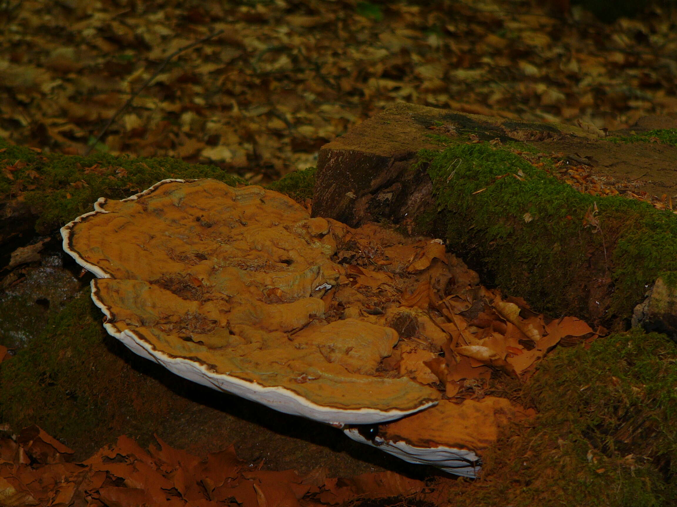 Image of Ganoderma applanatum