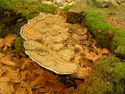 Ganoderma applanatum的圖片