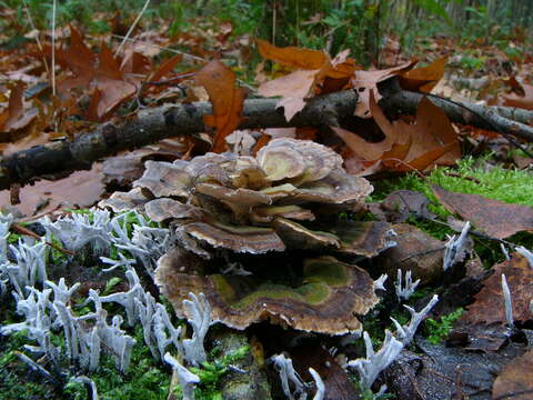 Image of Candle-snuff Fungus