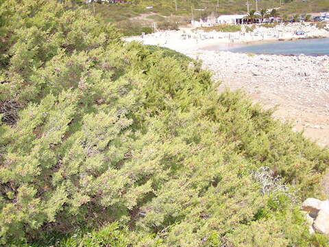 Слика од Juniperus phoenicea L.