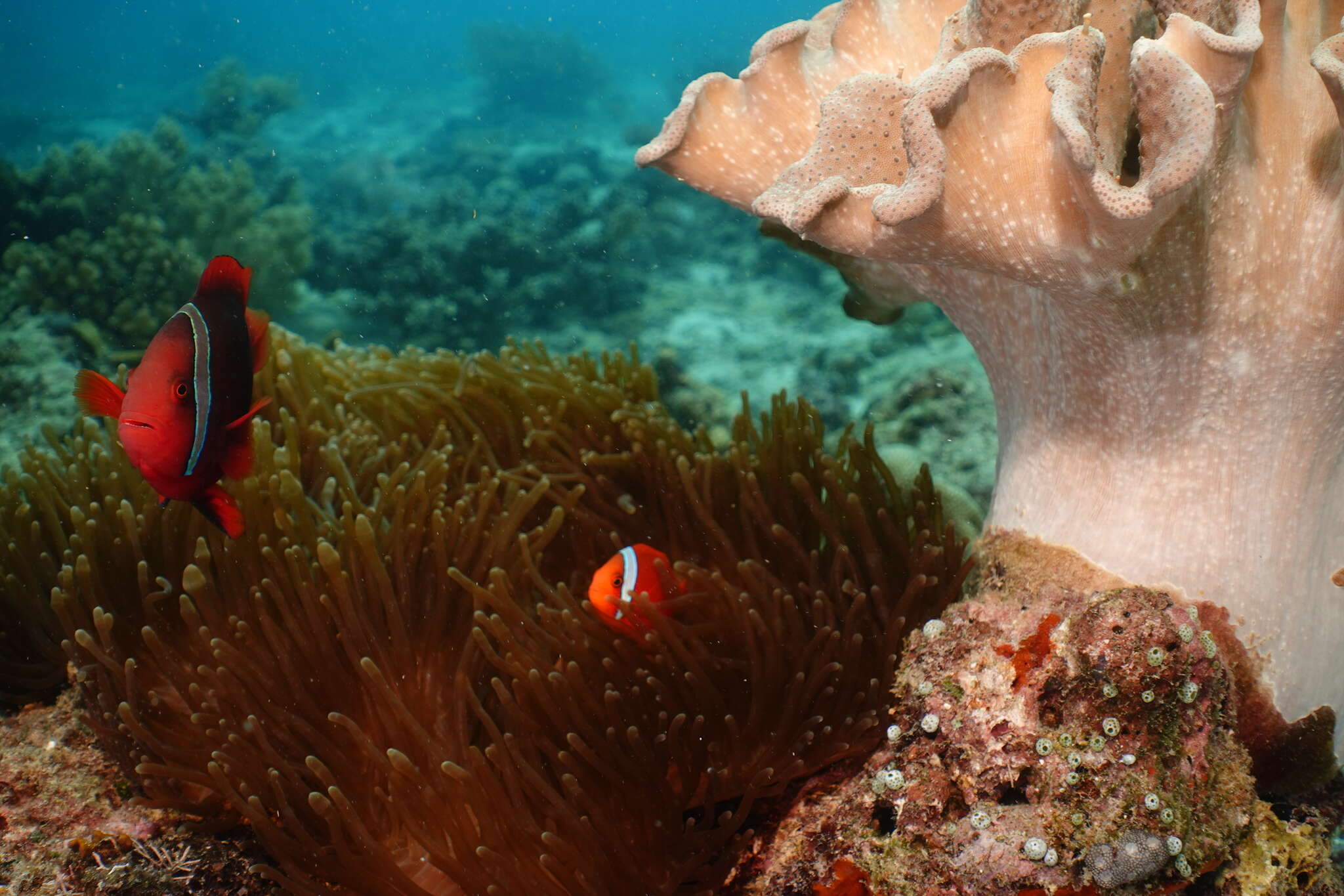 Image of Blackback anemonefish