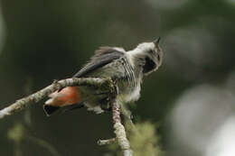 Image of Mistletoebird