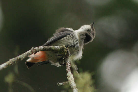 Image of Mistletoebird