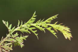 Image of Silviella prostrata (Kunth) Pennell