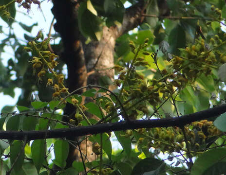 Image of Caesalpinia cucullata Roxb.