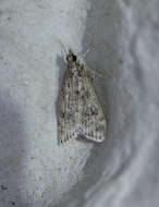 Eudonia truncicolella Stainton 1849的圖片