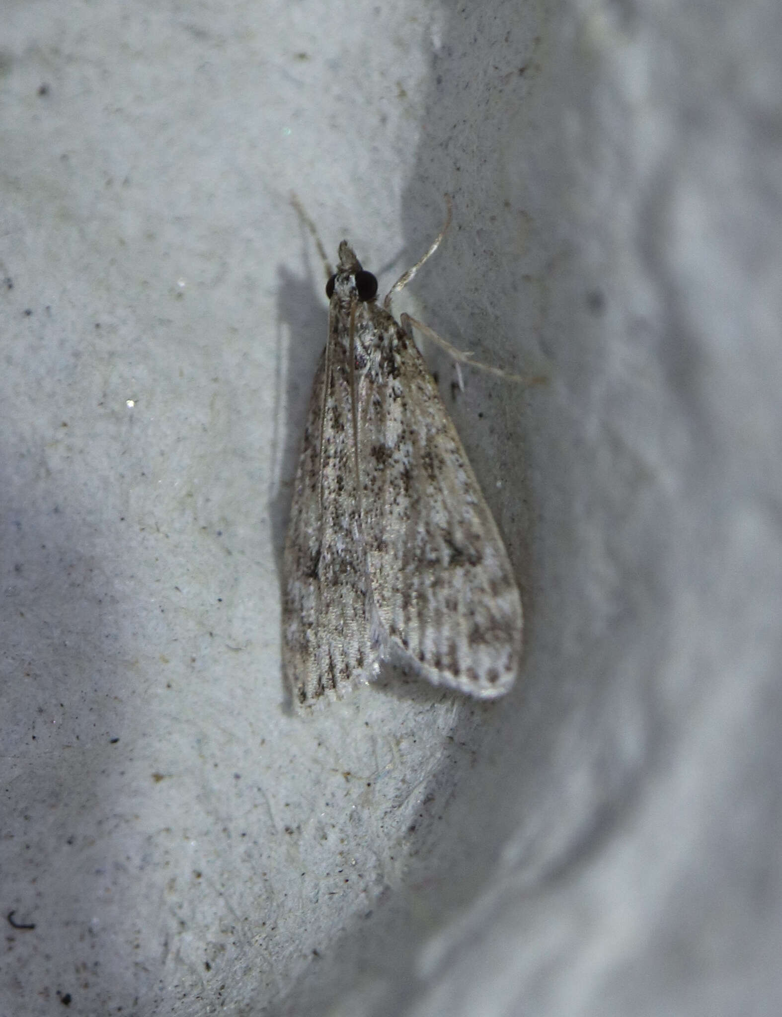 Eudonia truncicolella Stainton 1849的圖片