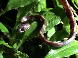 Image of Ringed Snail Sucker