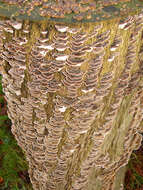 Image of Turkey Tail