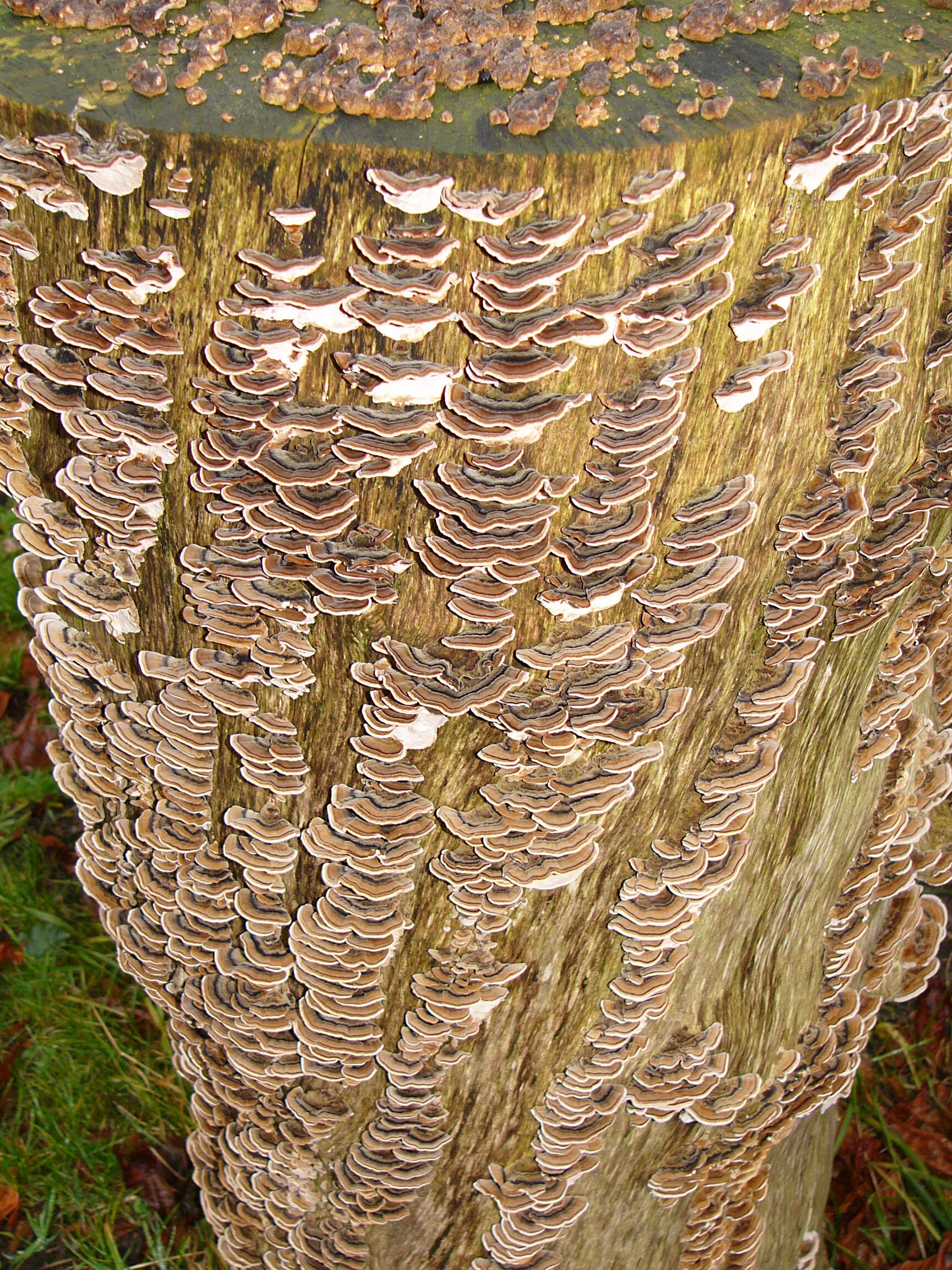 Image of Turkey Tail