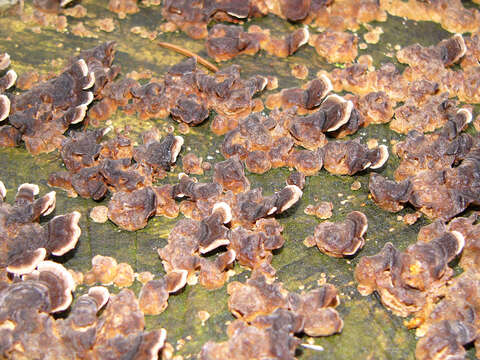 Image of Turkey Tail