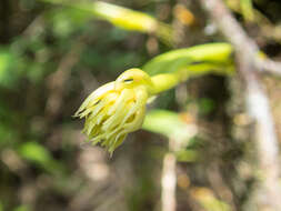 Image of Pom-pom Orchid