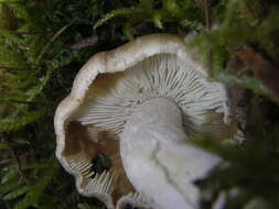 صورة Inocybe rimosa (Bull.) P. Kumm. 1871