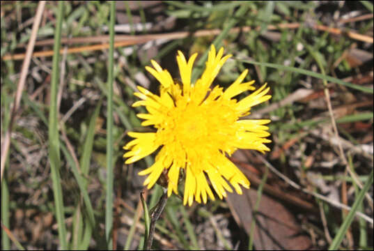 Image of Podolepis hieracioides F. Müll.