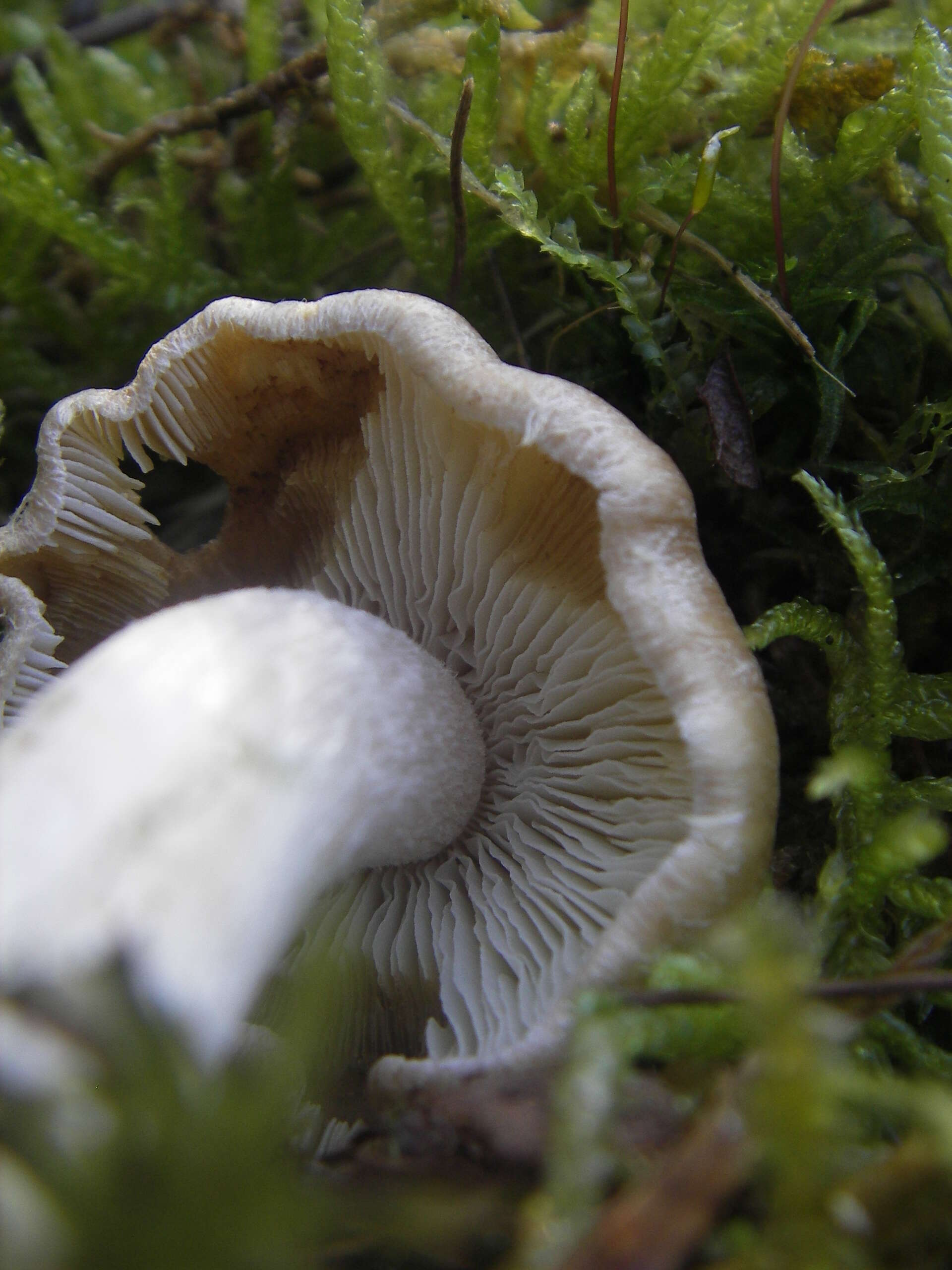 Image of Inocybe rimosa (Bull.) P. Kumm. 1871