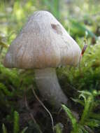 Image of Inocybe rimosa (Bull.) P. Kumm. 1871