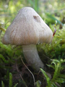 Image of Inocybe rimosa (Bull.) P. Kumm. 1871