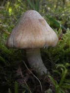 صورة Inocybe rimosa (Bull.) P. Kumm. 1871